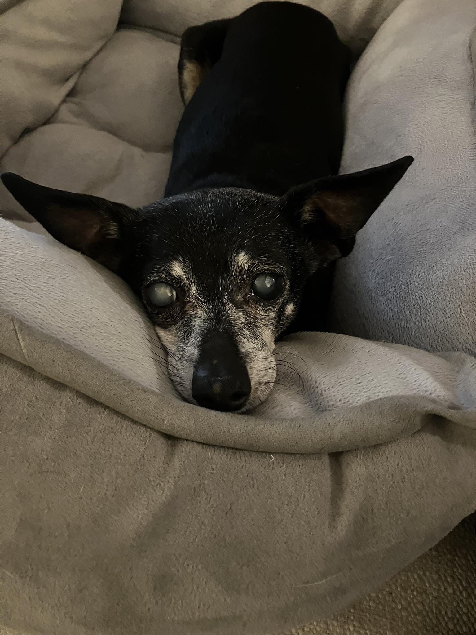 Snookie and Tiki - Bonded Image