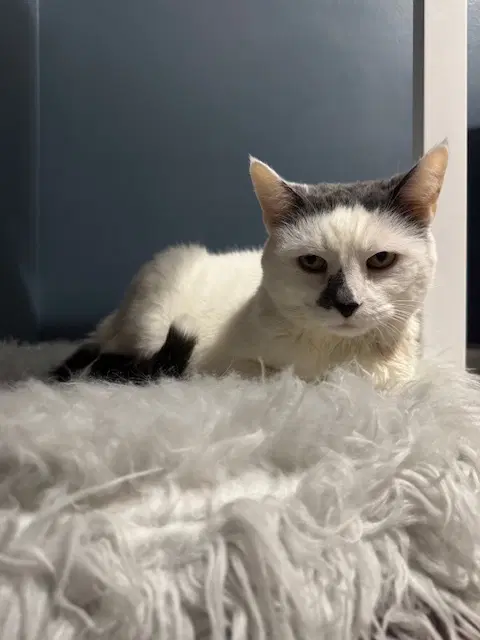 Money - Declawed - Domestic Short Hair