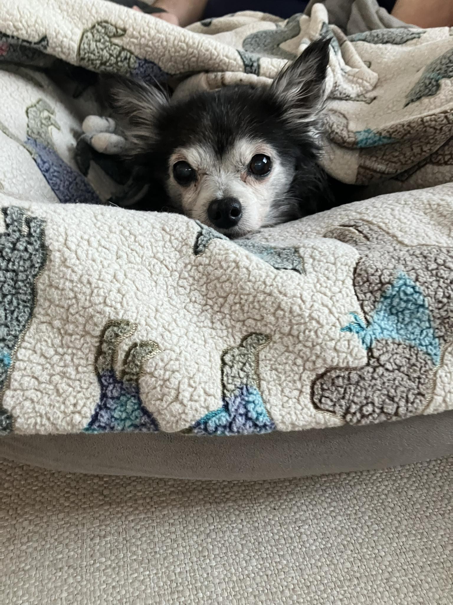 Penny - Tiny & Sweet!
