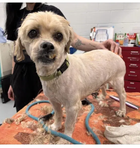 Toby - Loves To Cuddle - Cockapoo