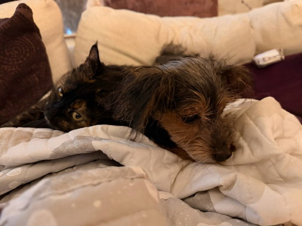 Chloe - Loves Small Dogs