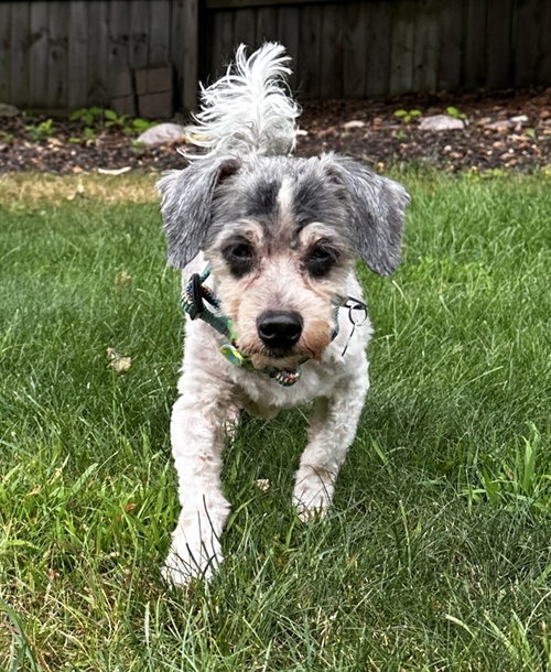 picture of the dog needing adoption