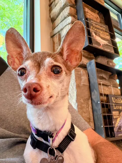Bambi - Toy Fox Terrier