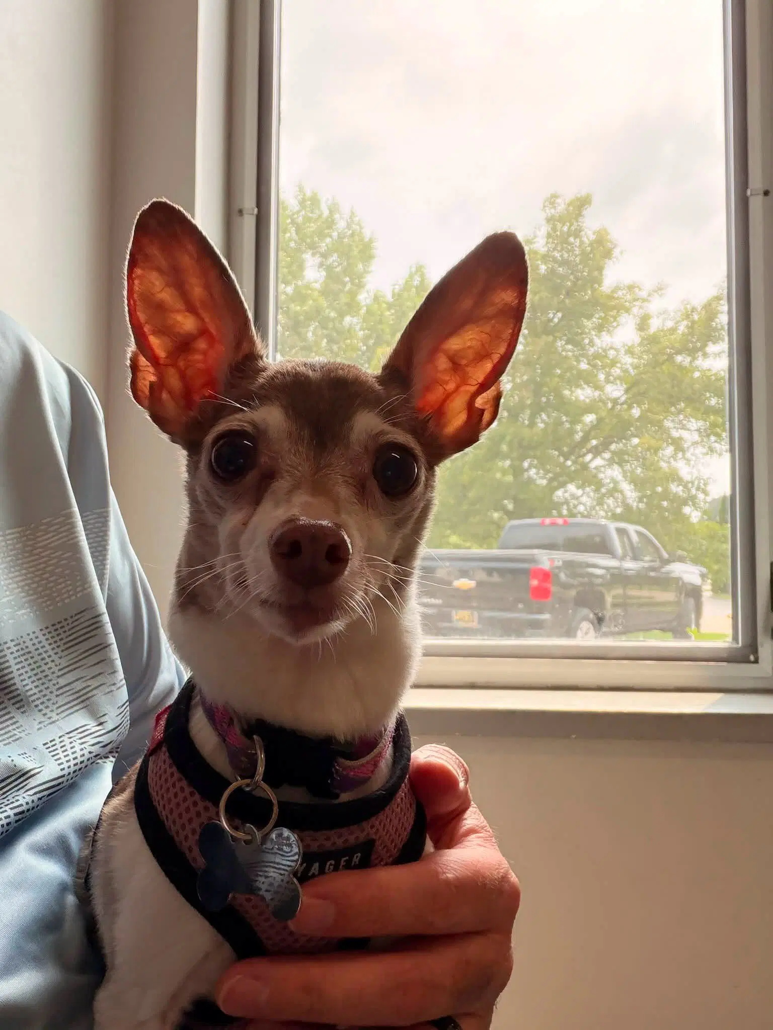 Bambi image 4