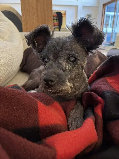 Izzy - Miniature Schnauzer
