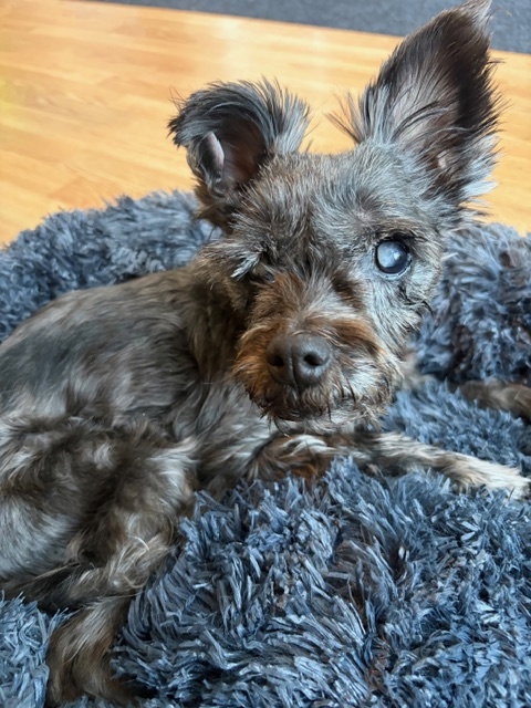 Izzy, photo 5