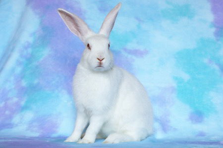 adoptable Rabbit in Scotts Valley, CA named Camillia