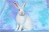 adoptable Rabbit in scotts valley, CA named Camillia