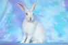 adoptable Rabbit in  named Camillia