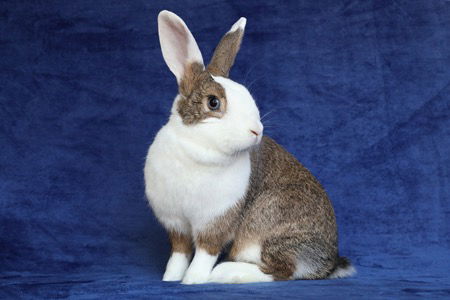 adoptable Rabbit in Scotts Valley, CA named Dutchess aka Anthia