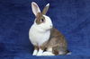 adoptable Rabbit in  named Dutchess aka Anthia