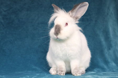 adoptable Rabbit in Scotts Valley, CA named Kieran