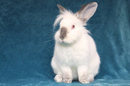 KIERAN - Californian available for adoption