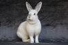 adoptable Rabbit in Scotts Valley, CA named Kyrie