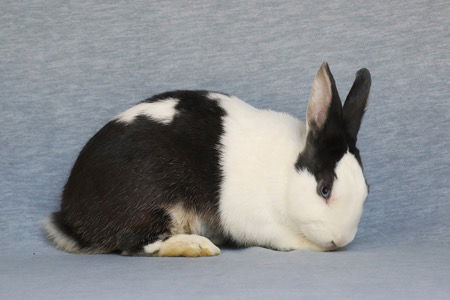 adoptable Rabbit in Scotts Valley, CA named Lucky