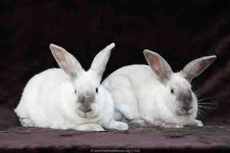 adoptable Rabbit in Scotts Valley, CA named Remy & Tatum (bonded pair)