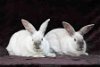 adoptable Rabbit in valley, AL named Remy & Tatum (bonded pair)