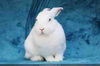 adoptable Rabbit in Scotts Valley, CA named Kelli