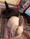 adoptable Rabbit in scotts valley, CA named Aaron & Cher (bonded pair)