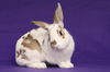 adoptable Rabbit in Scotts Valley, CA named Sajan