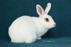 adoptable Rabbit in Scotts Valley, CA named Liza