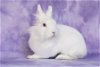 adoptable Rabbit in valley, AL named Aubriella aka Linnea Celeste