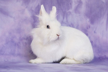 AUBRIELLA AKA LINNEA CELESTE - Lionhead available for adoption