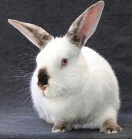 adoptable Rabbit in Scotts Valley, CA named Paravati
