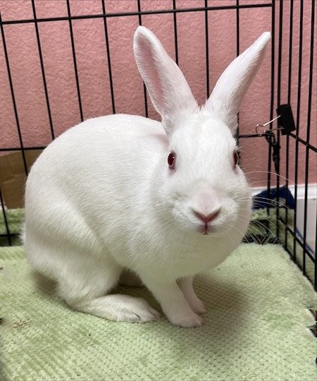 adoptable Rabbit in Scotts Valley, CA named Tansy