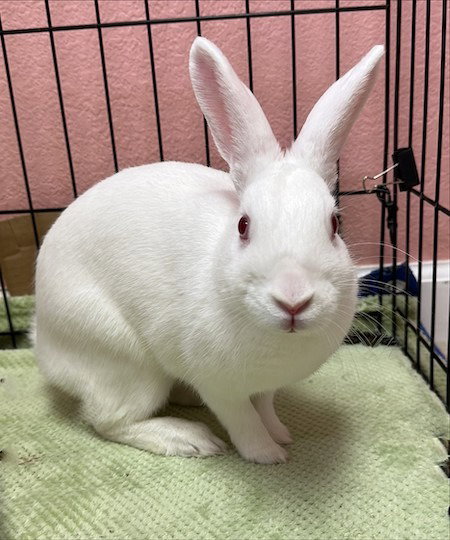 TANSY - Bunny Rabbit available for adoption