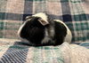 adoptable Guinea Pig in Scotts Valley, CA named Jojo