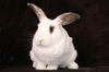 adoptable Rabbit in Scotts Valley, CA named Charity