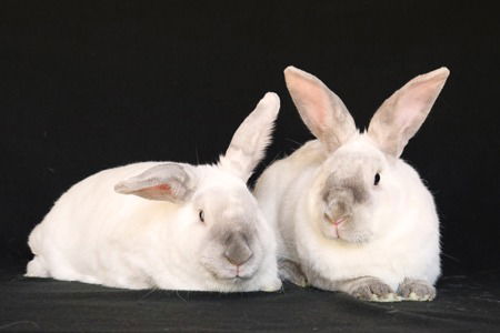 adoptable Rabbit in Scotts Valley, CA named Rene & Dion