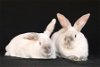 adoptable Rabbit in  named Rene & Dion