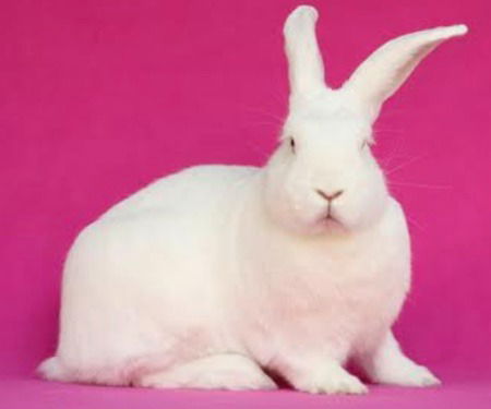 adoptable Rabbit in Scotts Valley, CA named Skye Cat