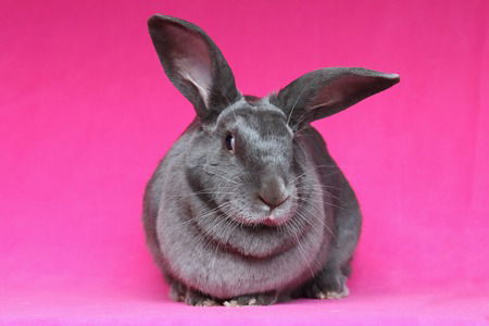 adoptable Rabbit in Scotts Valley, CA named Ren