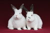 adoptable Rabbit in  named Eira & Imala (bonded pair)