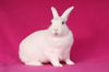 adoptable Rabbit in Scotts Valley, CA named Mari