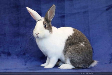 adoptable Rabbit in Scotts Valley, CA named Jazzy