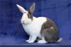 adoptable Rabbit in  named Jazzy