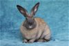 adoptable Rabbit in  named Isla formerly Corey