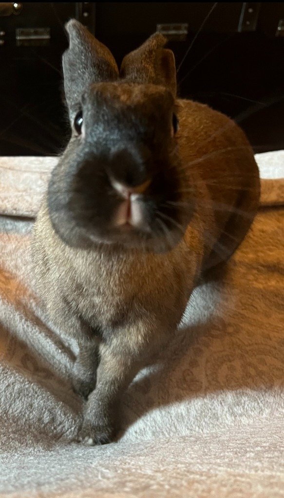 adoptable Rabbit in Scotts Valley, CA named Isla formerly Corey