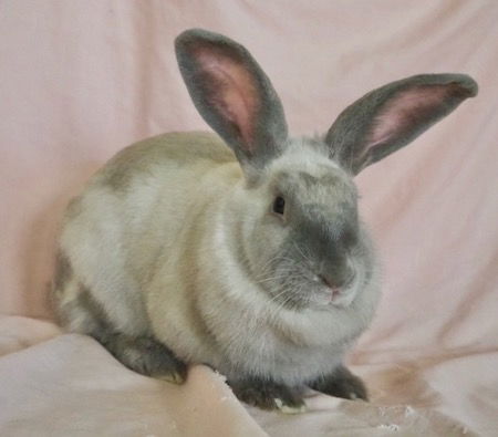 adoptable Rabbit in Scotts Valley, CA named Jules