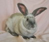 adoptable Rabbit in  named Jules