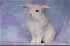 adoptable Rabbit in valley, AL named Auro