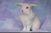 adoptable Rabbit in Scotts Valley, CA named Auro