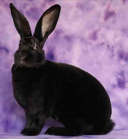 adoptable Rabbit in Scotts Valley, CA named Dalli