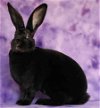 adoptable Rabbit in  named Dalli