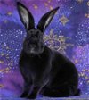 adoptable Rabbit in  named Daluh