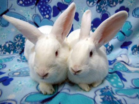 adoptable Rabbit in Scotts Valley, CA named Moki & Darby